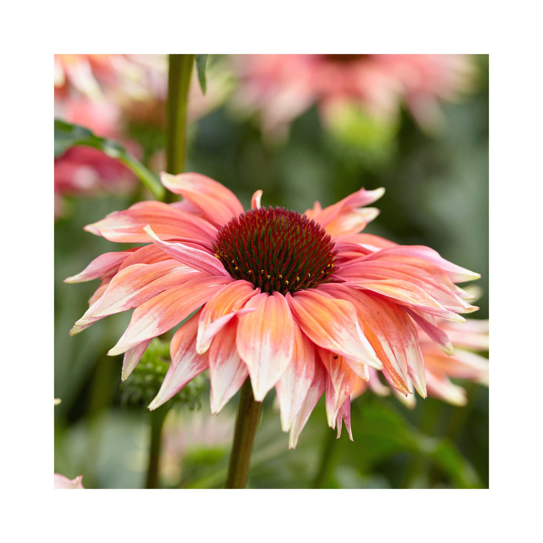 Echinacea Playful Meadow Mama