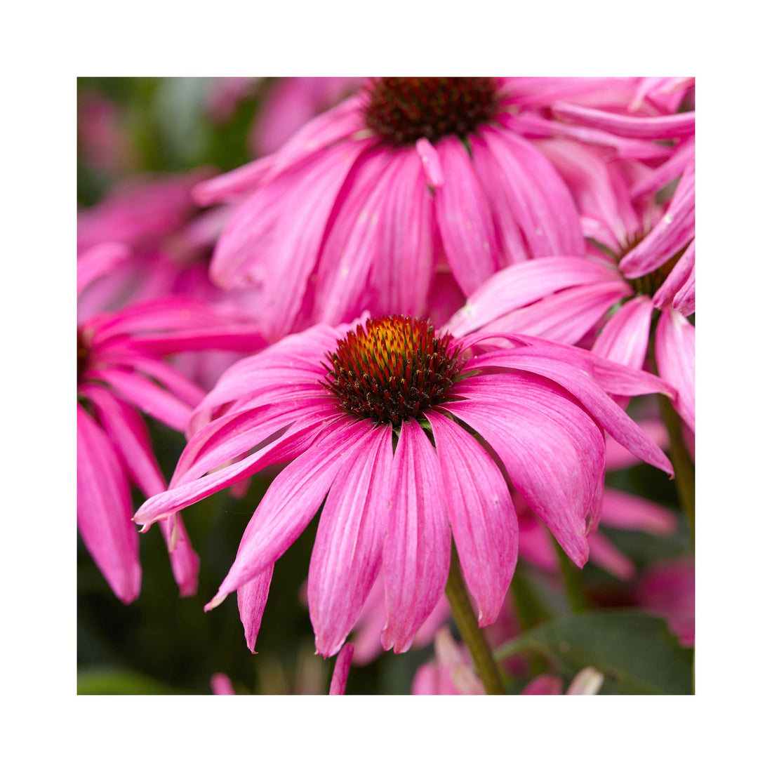 Echinacea Purple Emperor