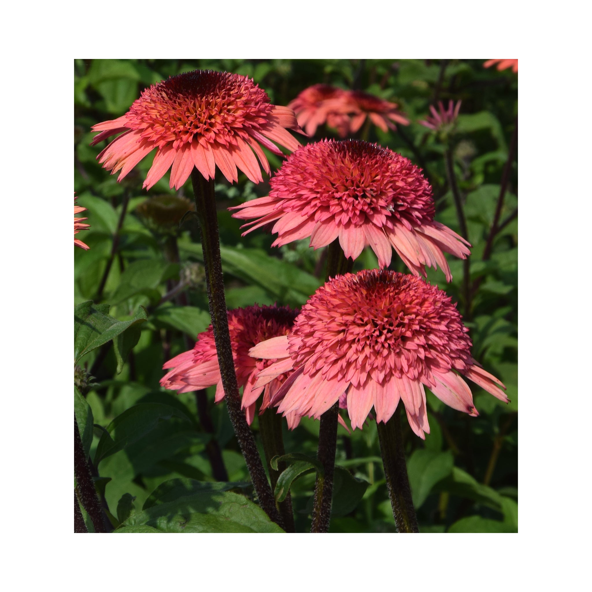 Echinacea Raspberry Truffle