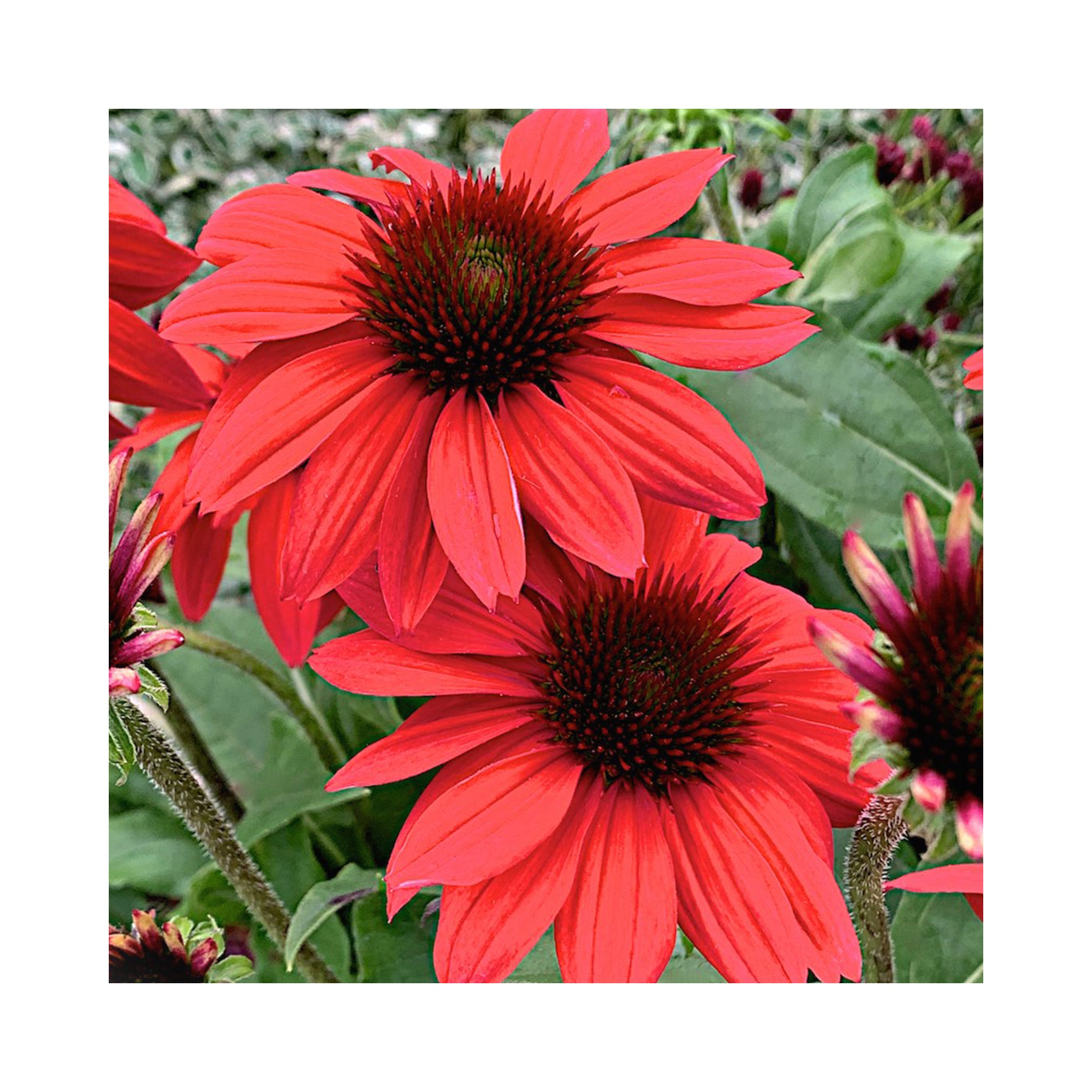 Echinacea Red Rocket