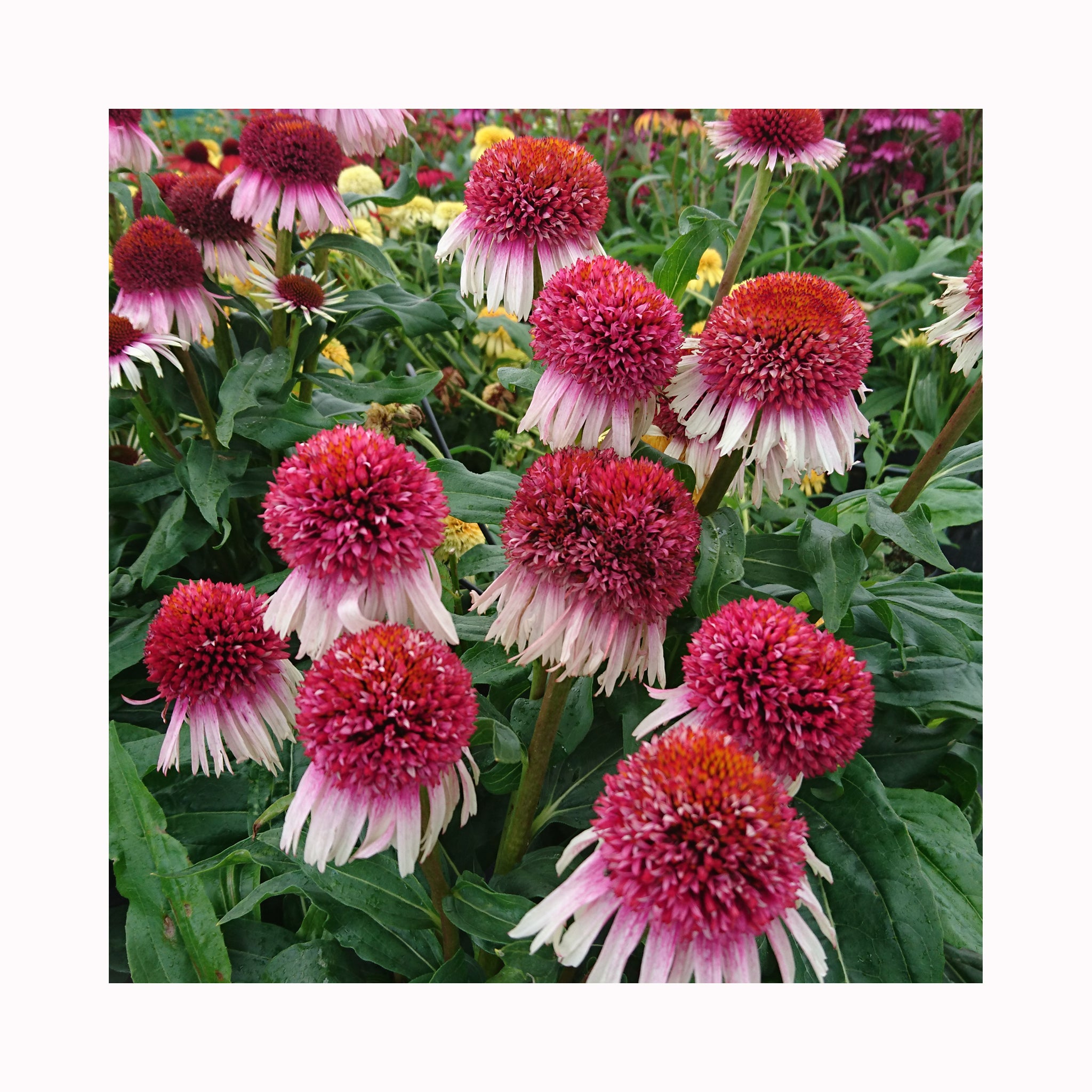 Echinacea  Strawberry and Cream