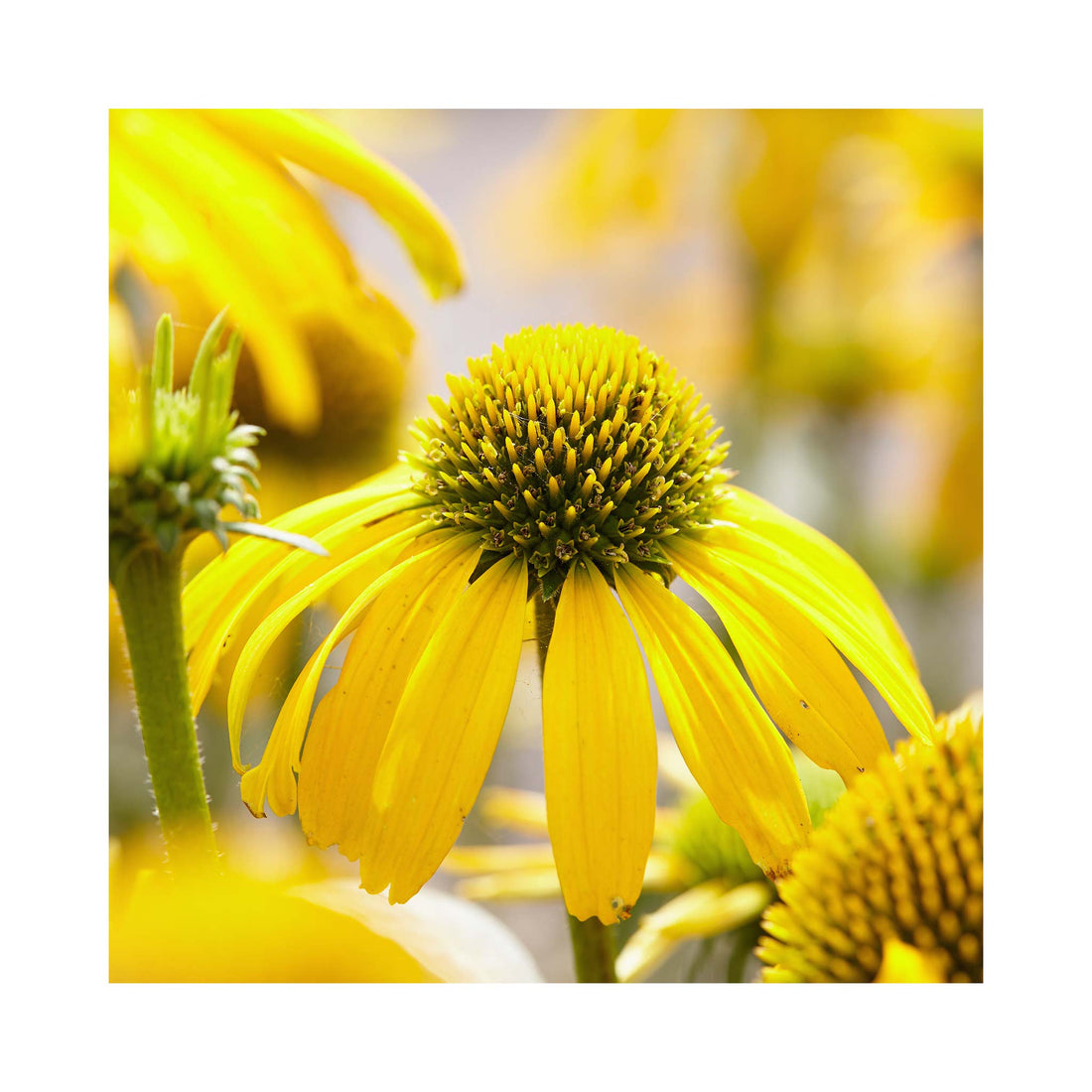Echinacea Sunny Meadow Mama