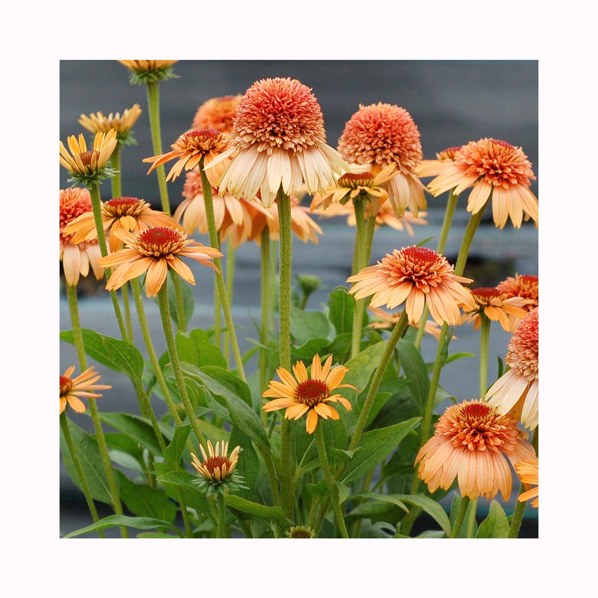 Echinacea Collection – 6 Established 9 cm Coneflower Plants (Mixed Varieties)