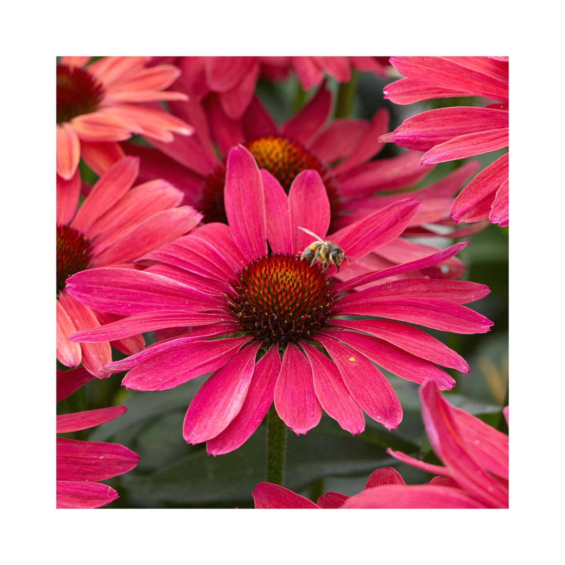 Echinacea Sweet Meadow Mama