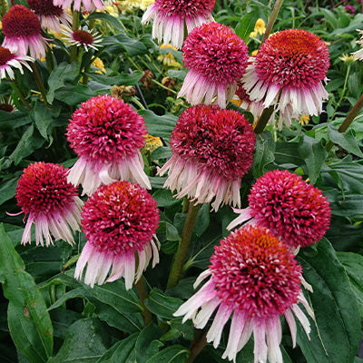 Pompom flowers of Echinacea strawberries and cream