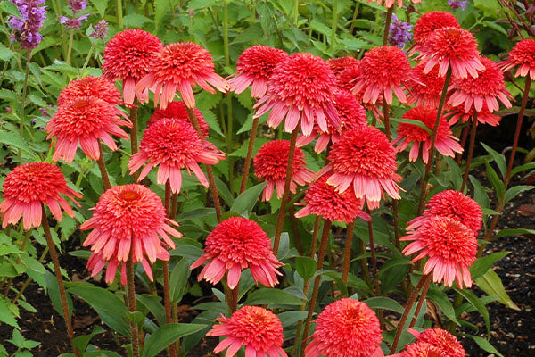 Flowers of Echinacea Supreme Flamingo