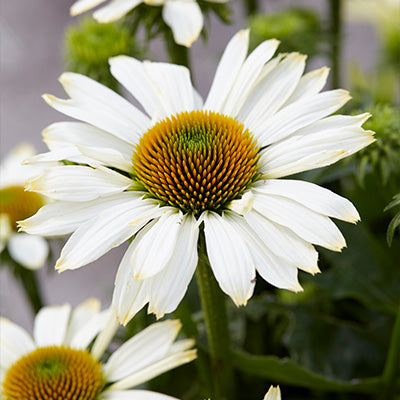 White daisy flowers of Echinacea innocent meadow mama