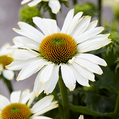 White daisy flowers of Echinacea innocent meadow mama