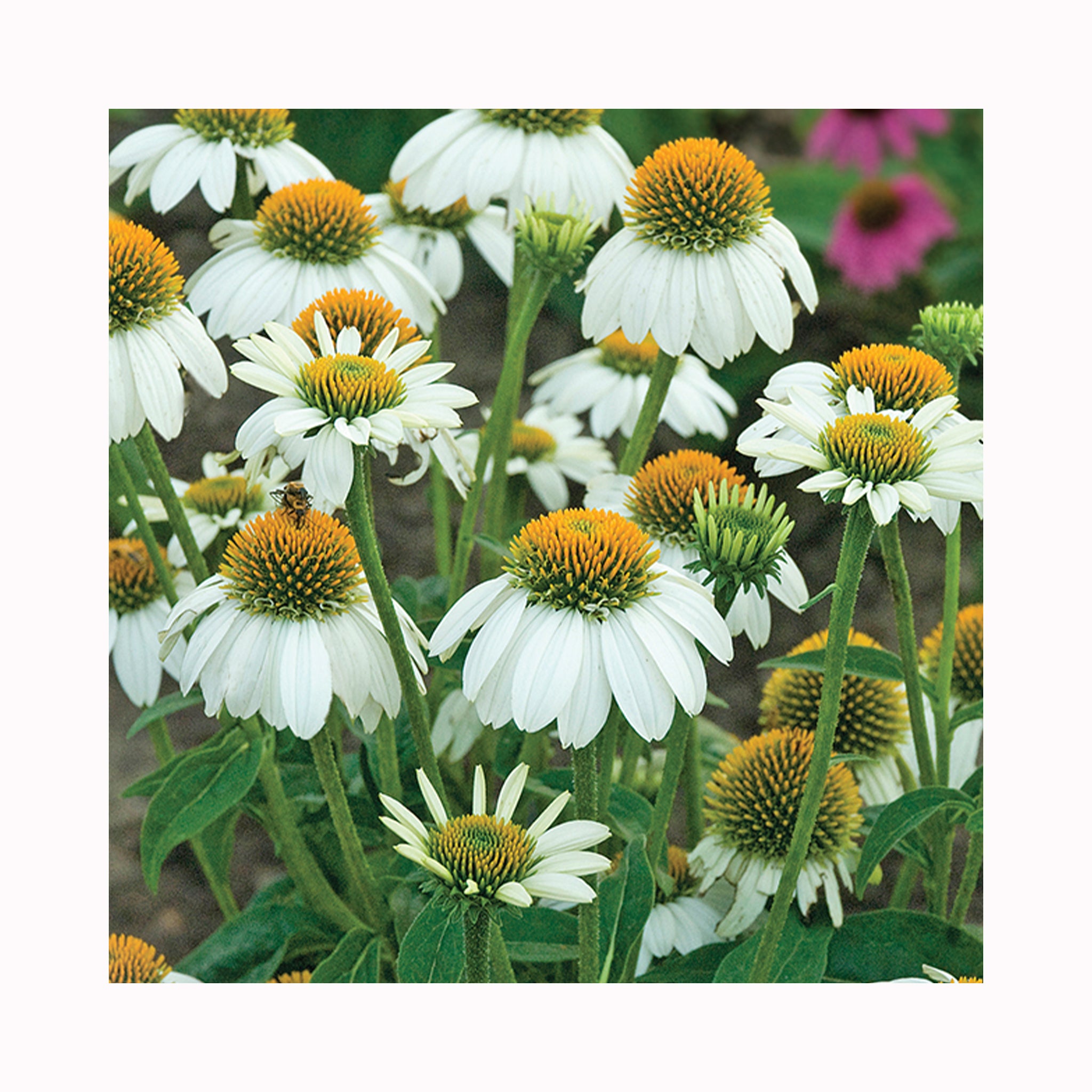 Echinacea Collection – 6 Established 9 cm Coneflower Plants (Mixed Varieties)
