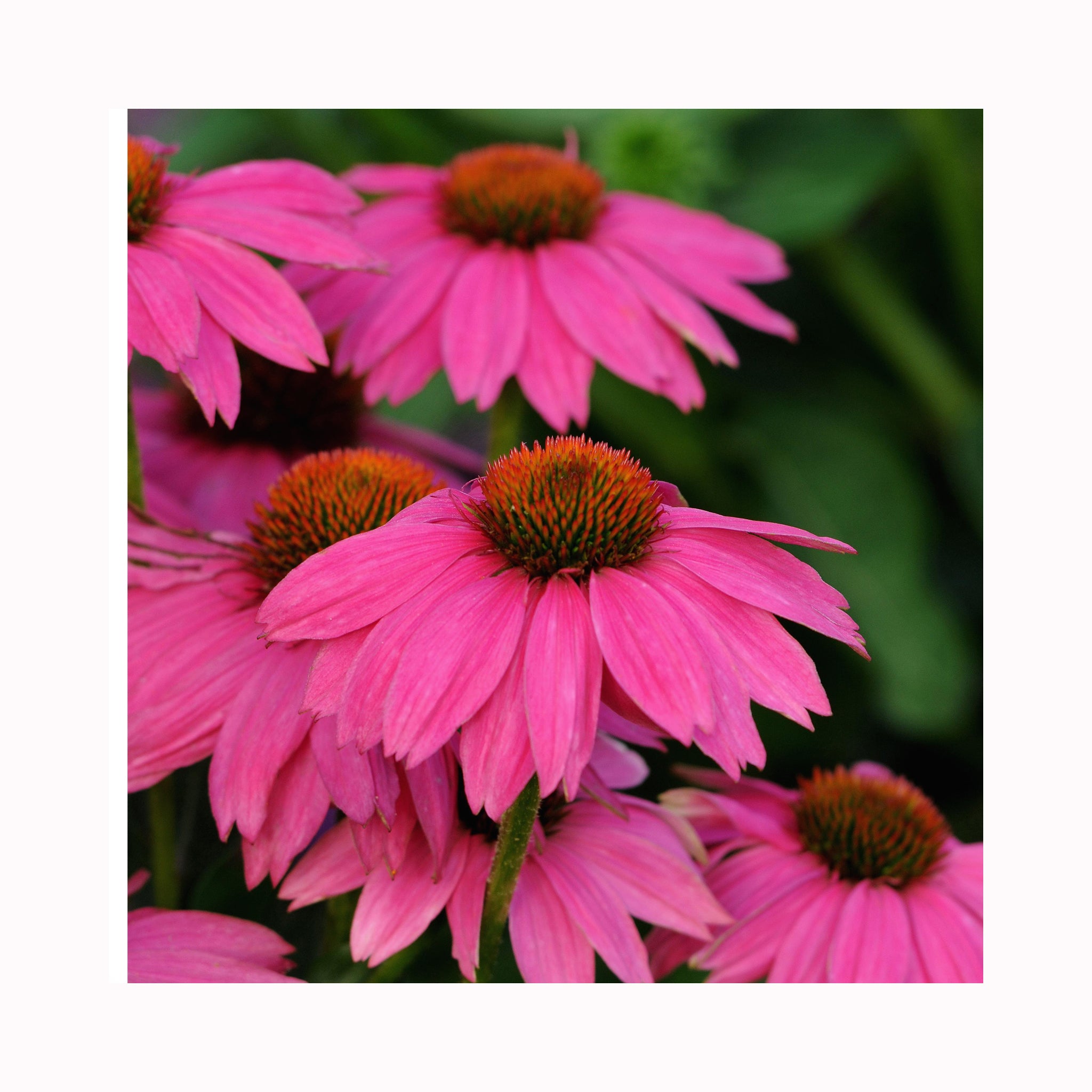 Echinacea Collection – 6 Established 9 cm Coneflower Plants (Mixed Varieties)