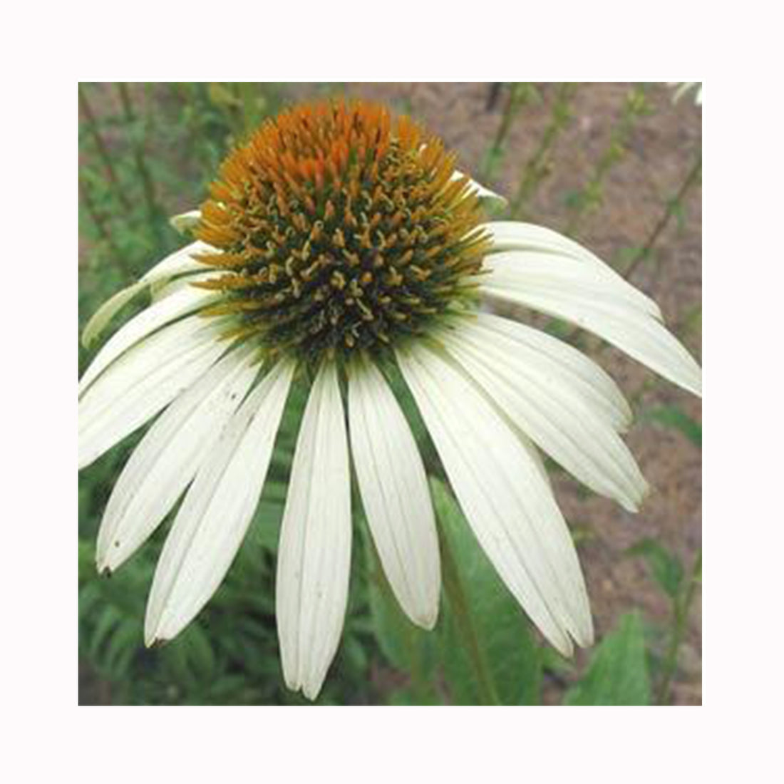 Echinacea purpurea White Swan