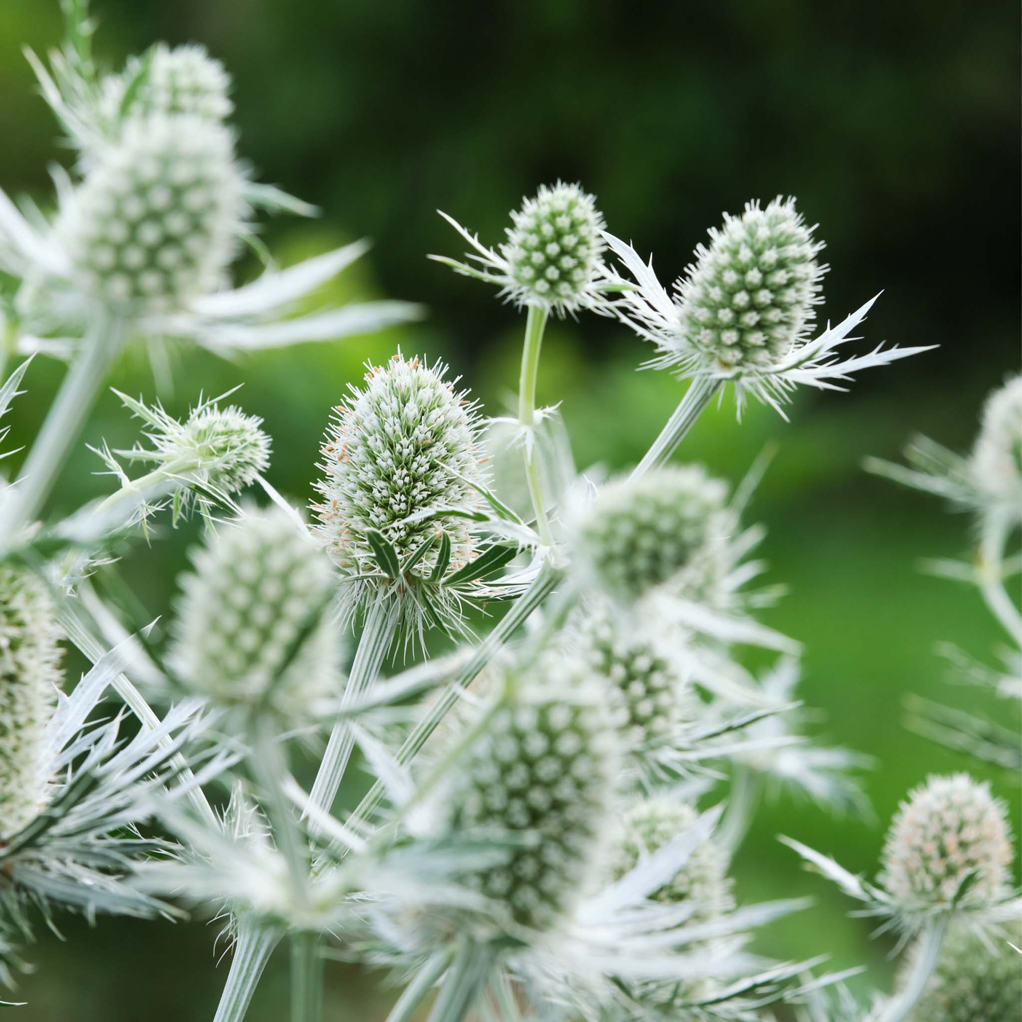 Eryngium Magical White Lagoon