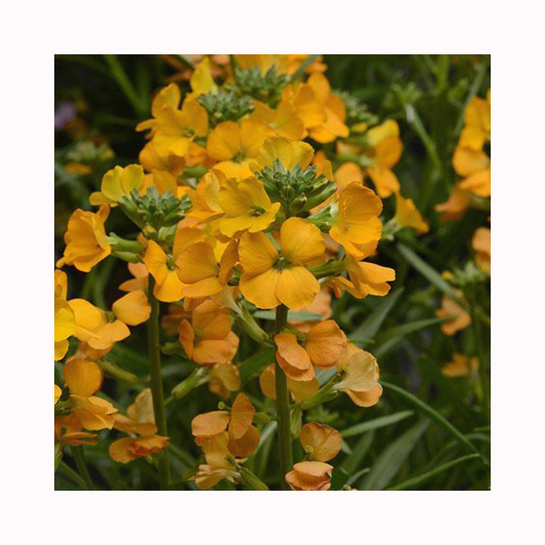 Erysimum Cheers Florange