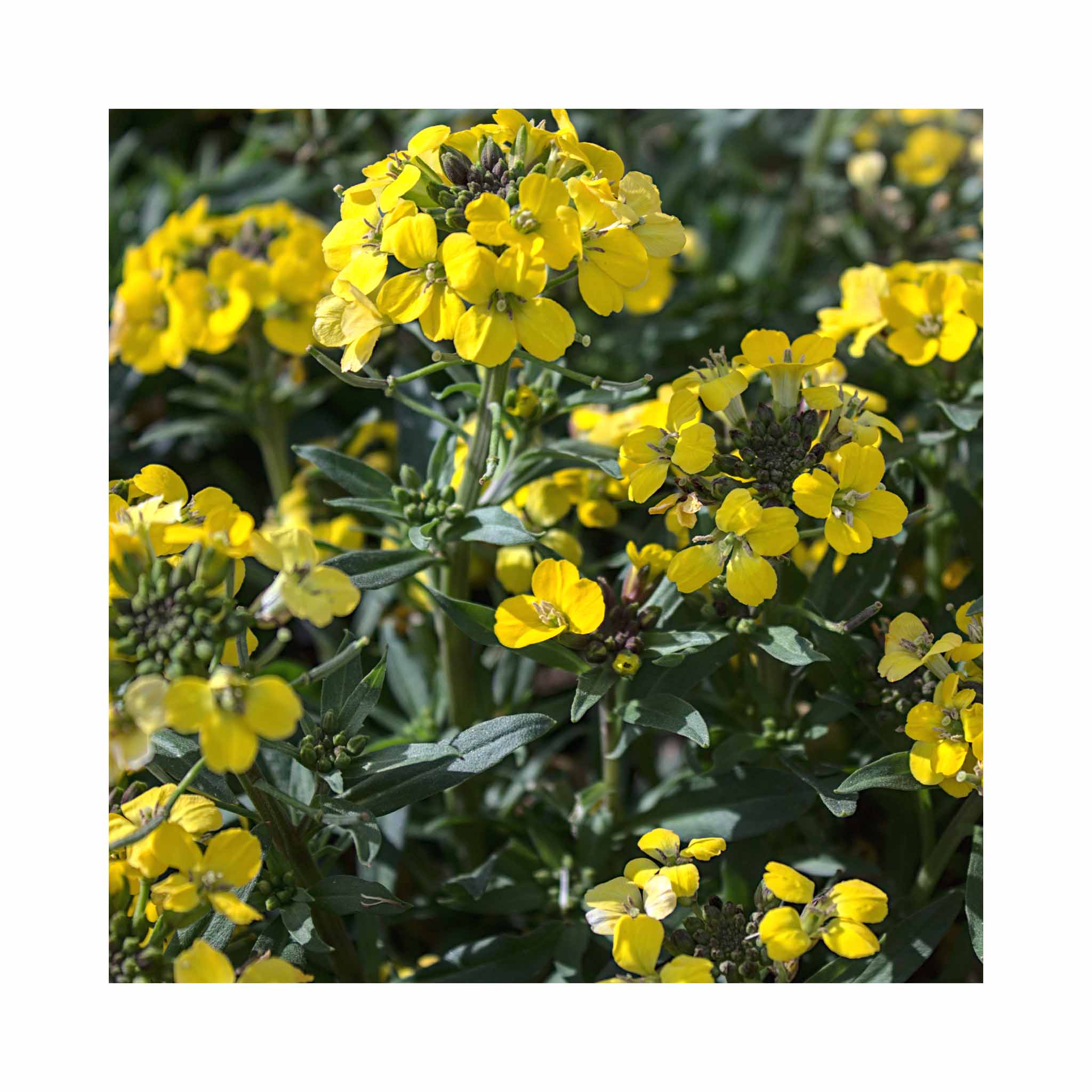 Erysimum Goldstaub