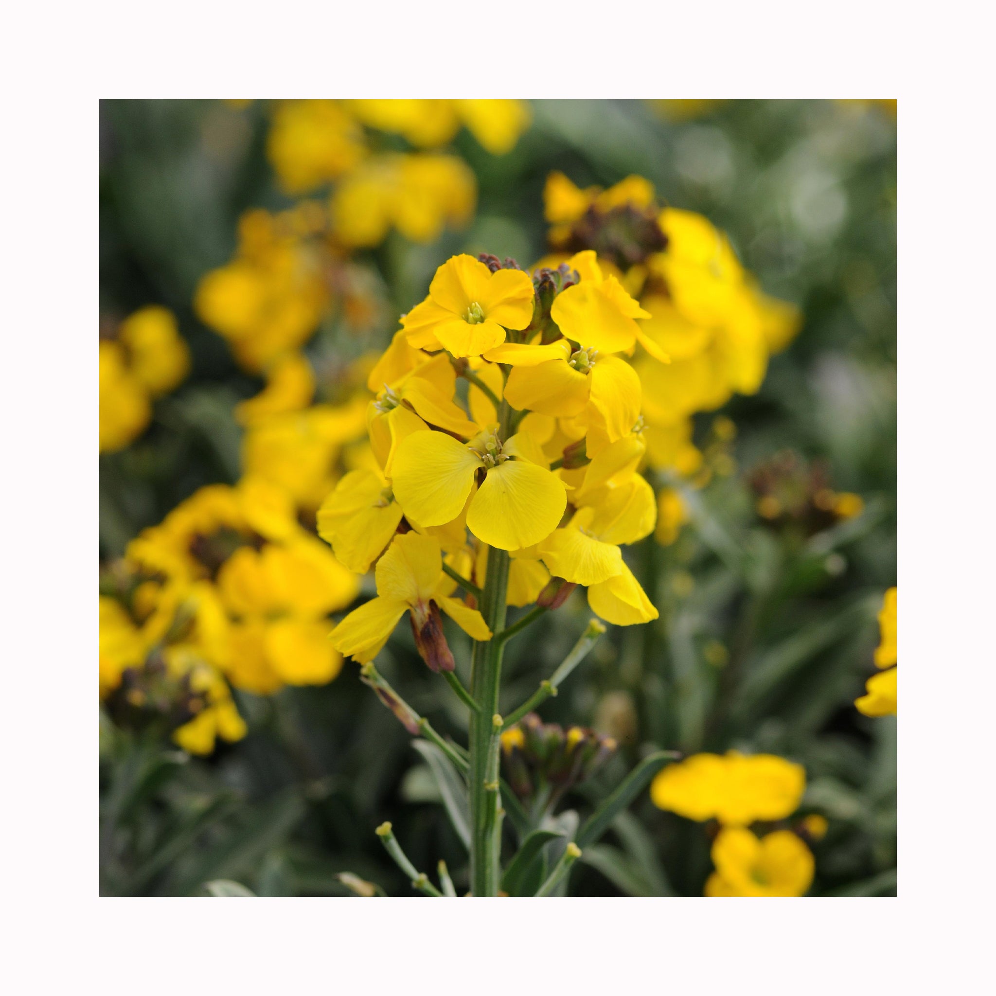 Erysimum Fragrant Sunshine