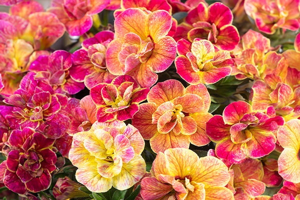 Calibrachoa Chameleon