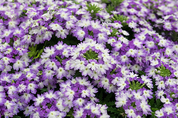 Two toned flowers of Verbena Hurricane