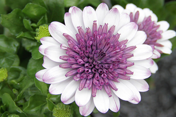 Double flowering osteospermum flowers