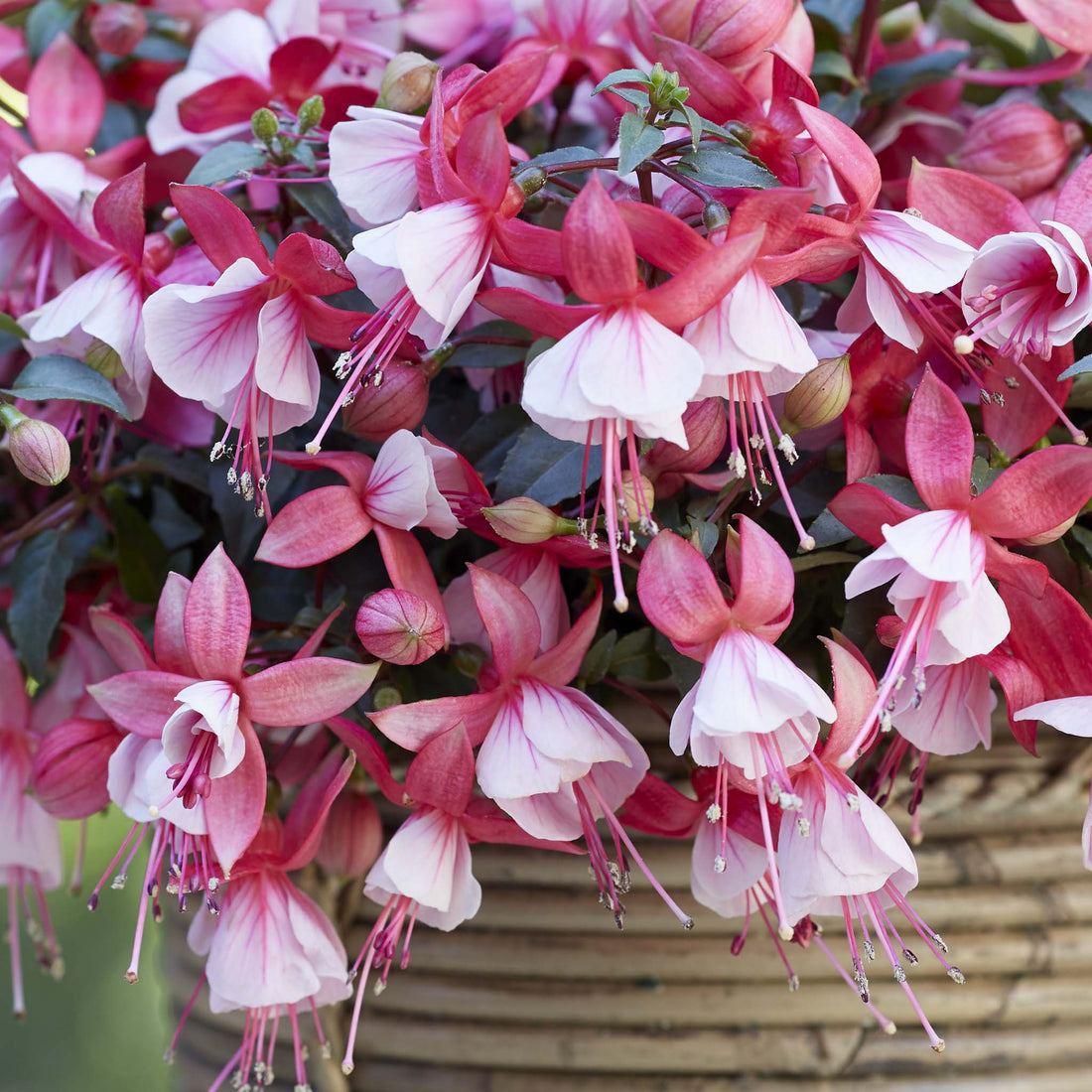Bush Fuchsia Bella Hilda