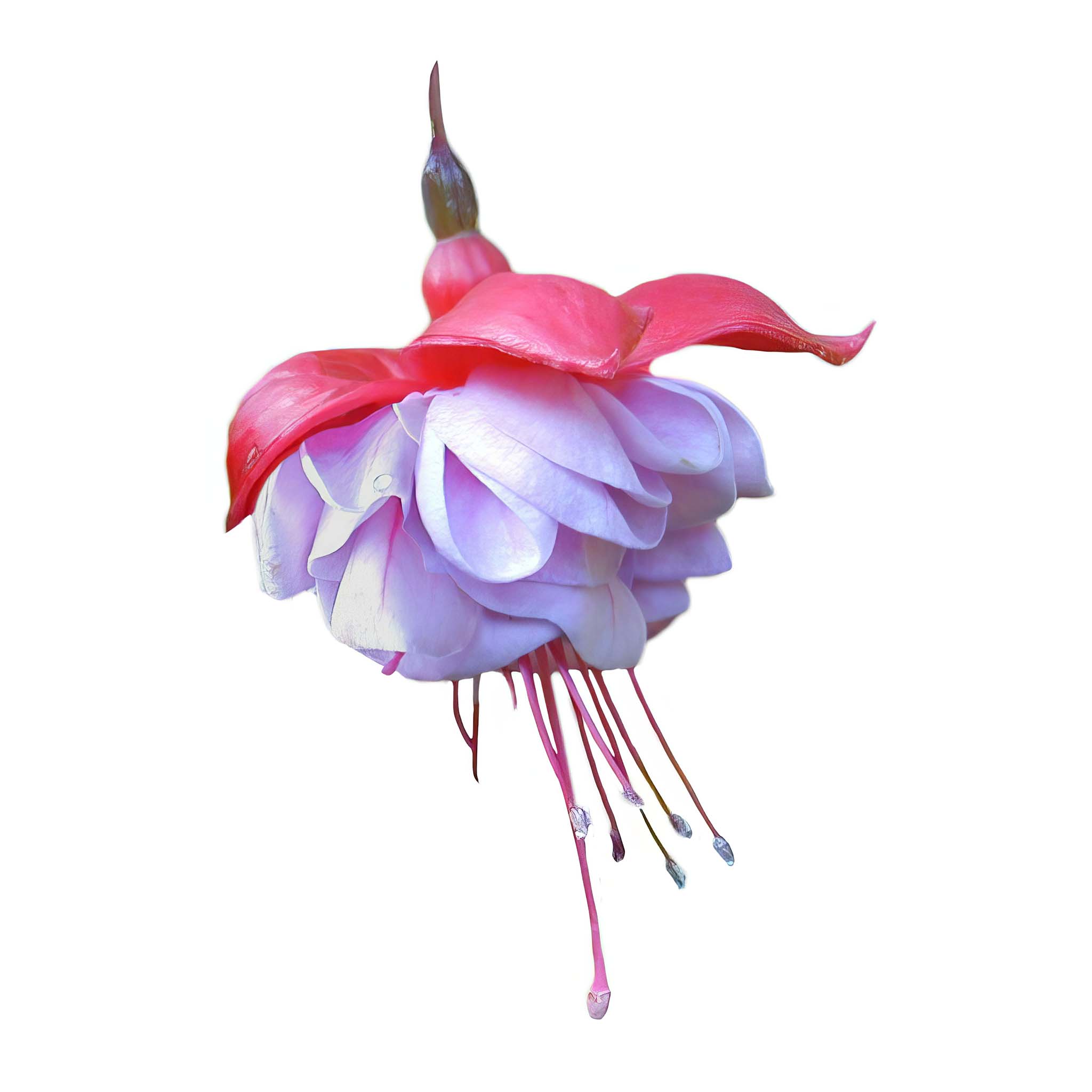 Trailing Fuchsia Blue Eyes