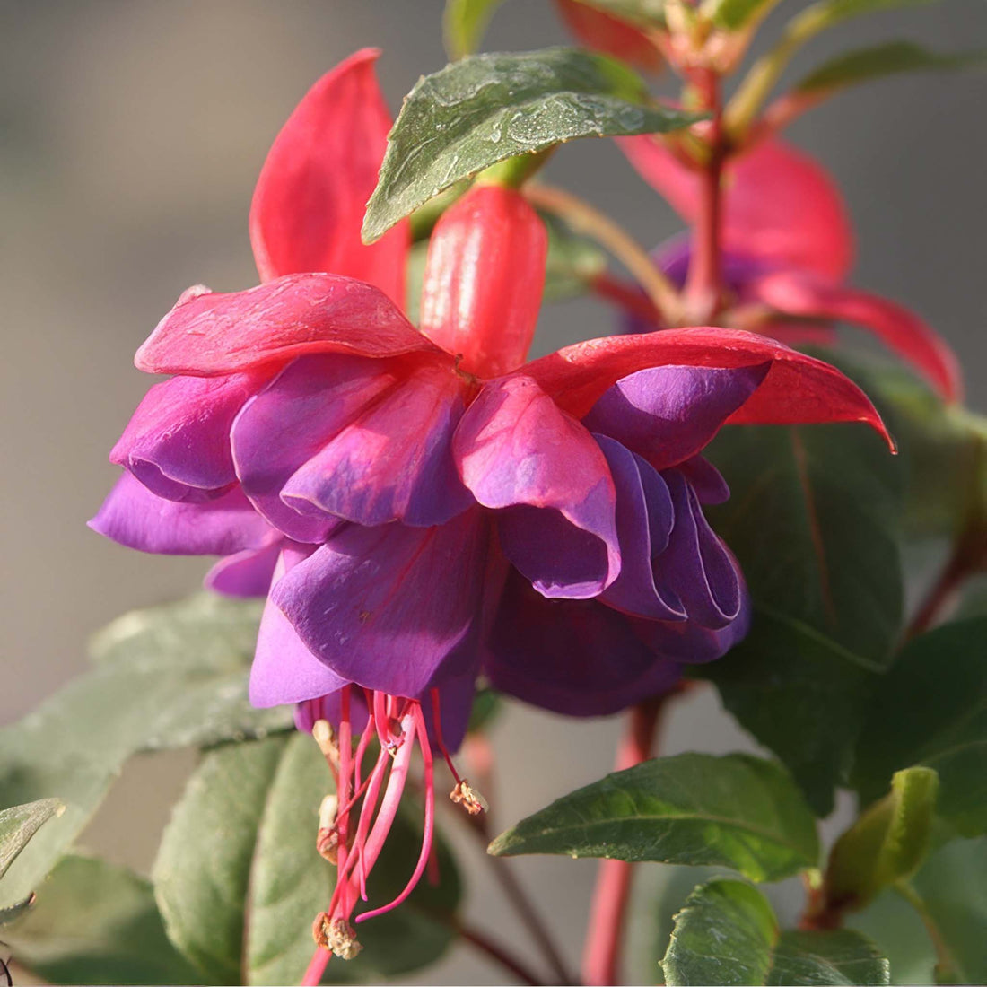 Trailing Fuchsia Voodo