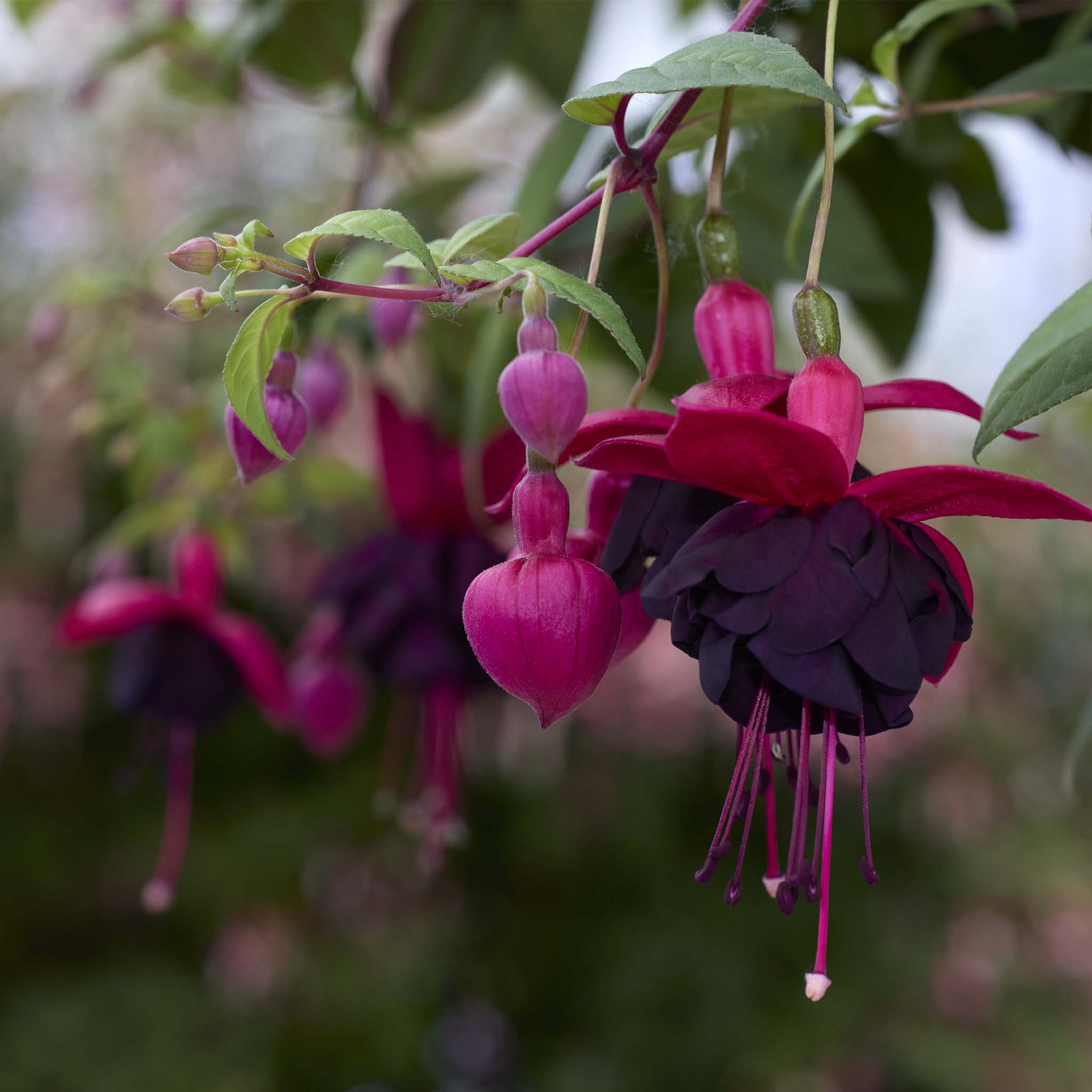 Trailing Fuchsia Millennium