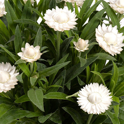 Stawflower Bracteantha Heliana white