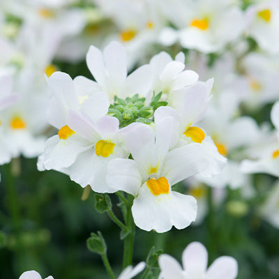White flowers of Nemesia Melody Swansong