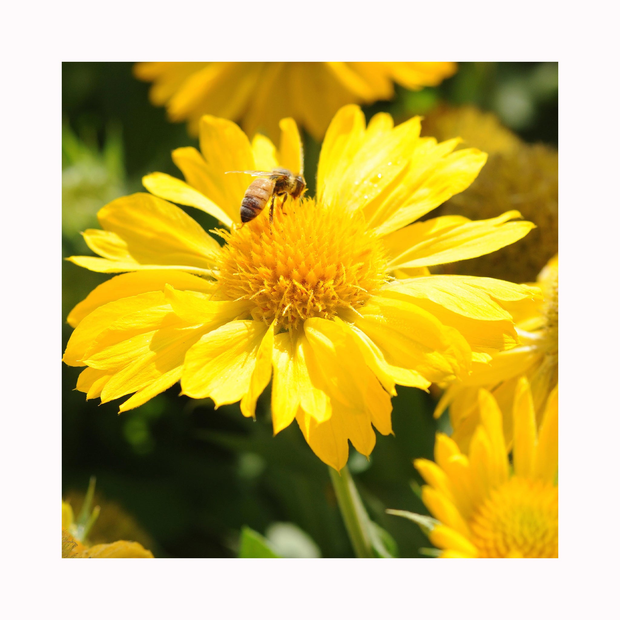 Gaillardia Mesa Yellow
