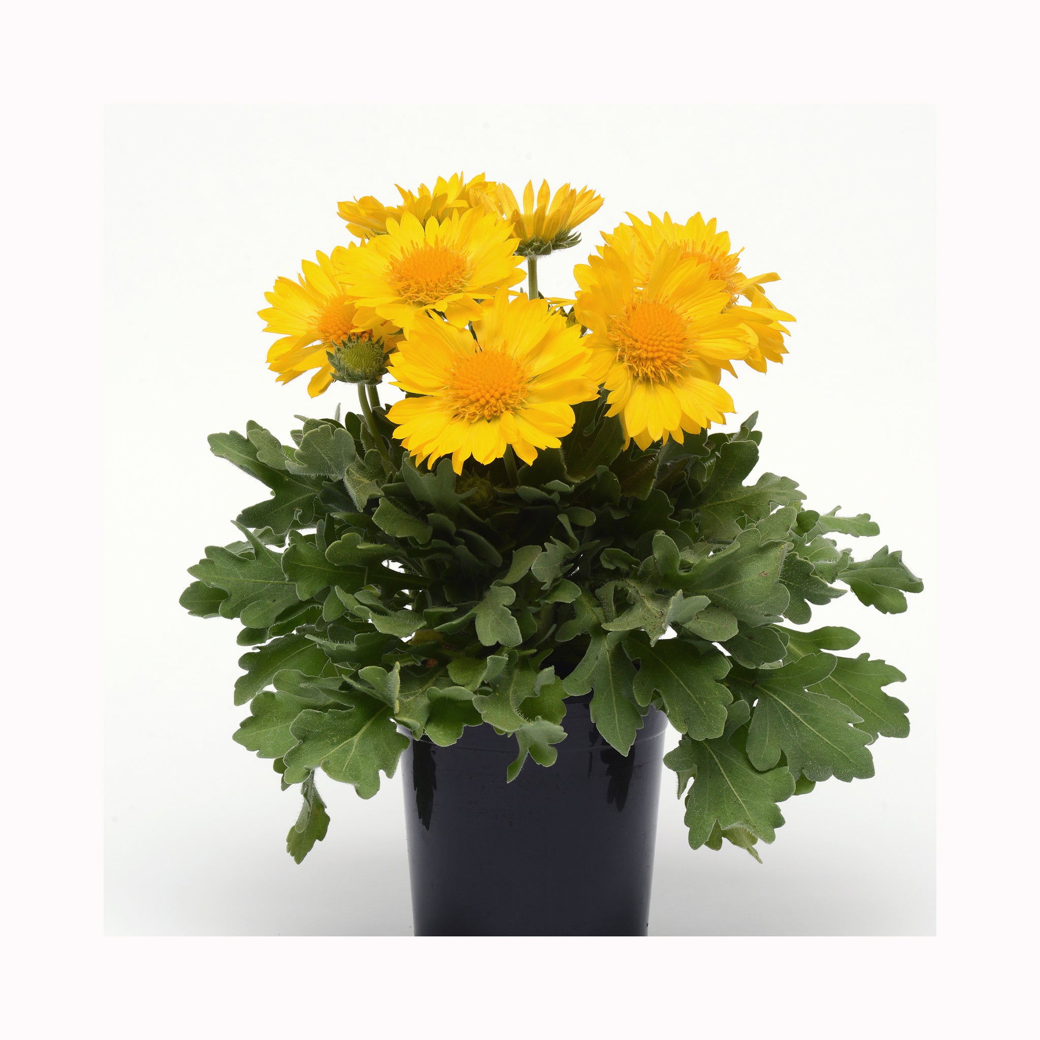 Gaillardia Mesa Yellow