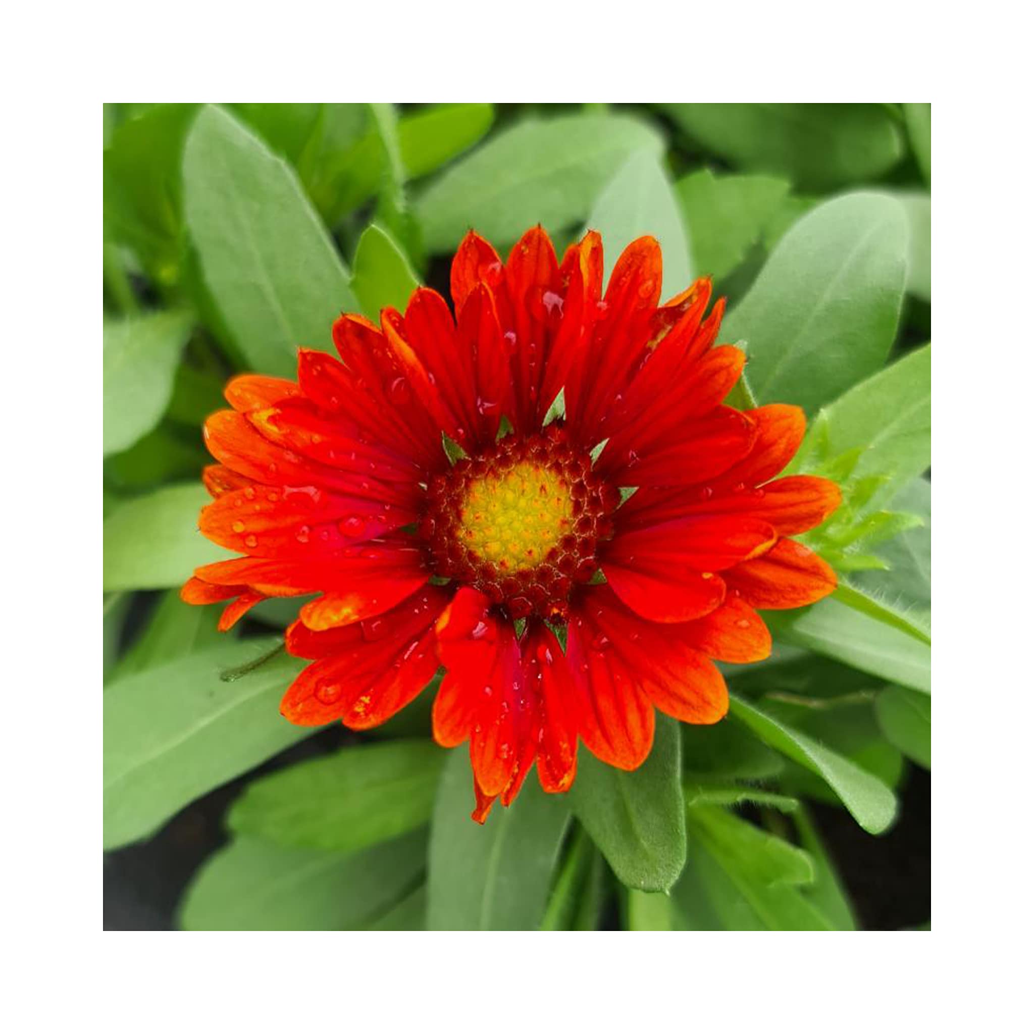 Galardia Arizona Red Shades