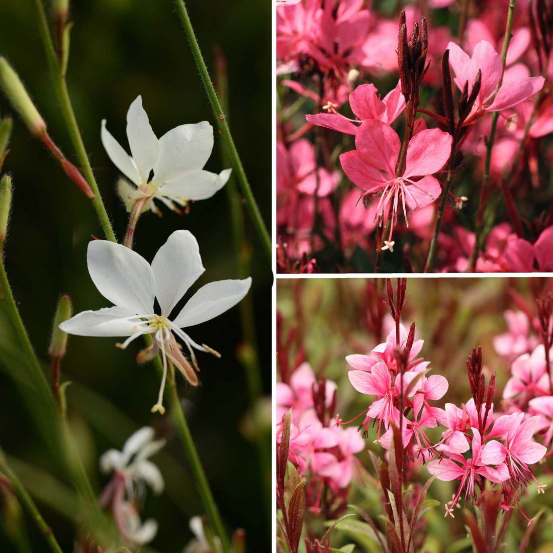 Gaura Collection