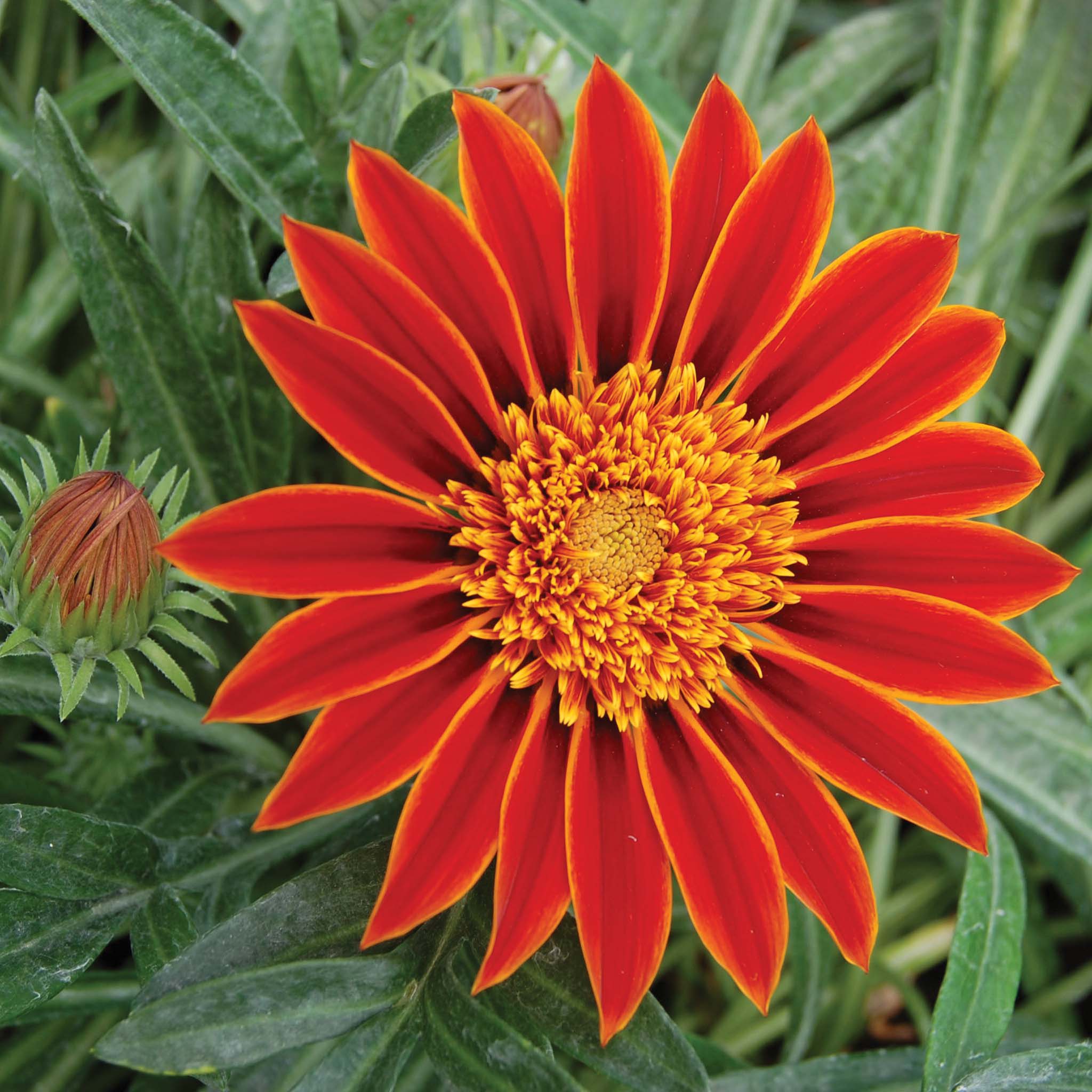 Gazania Katua