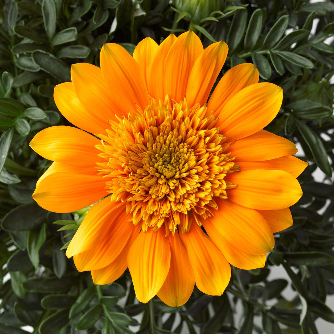 Gazania Nahui