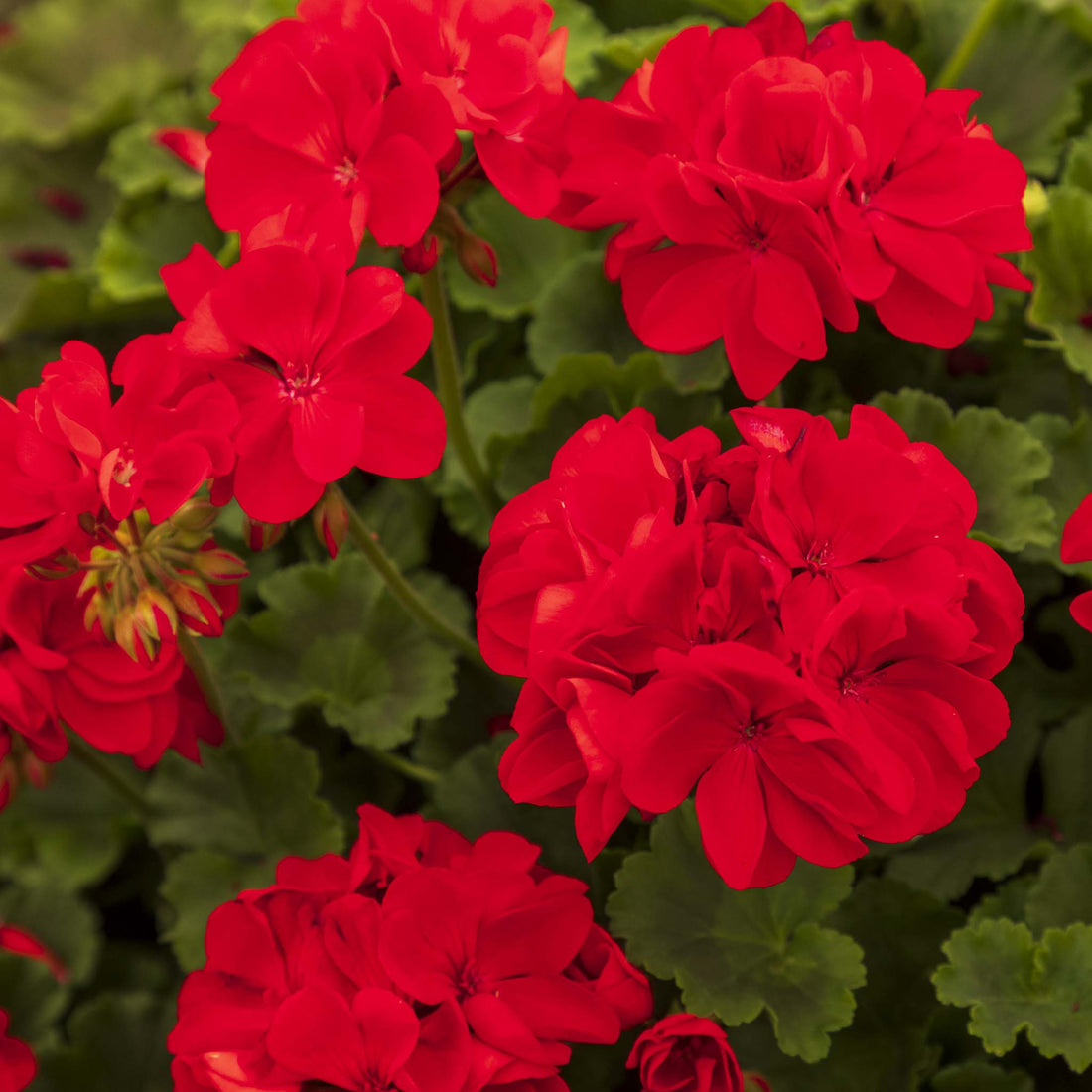Upright Geranium Carmina