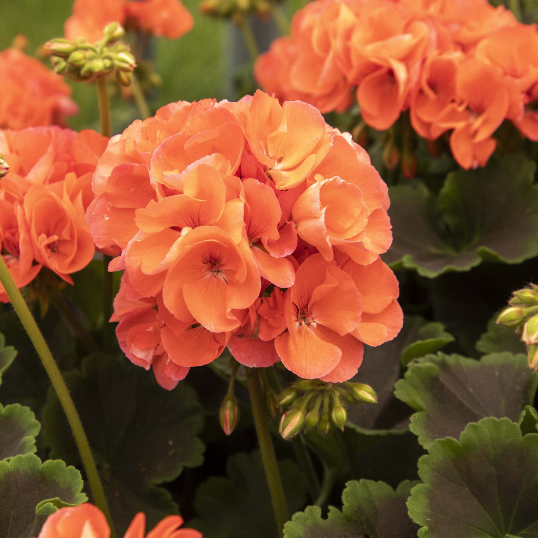 Upright Geranium Chocolate Apricot