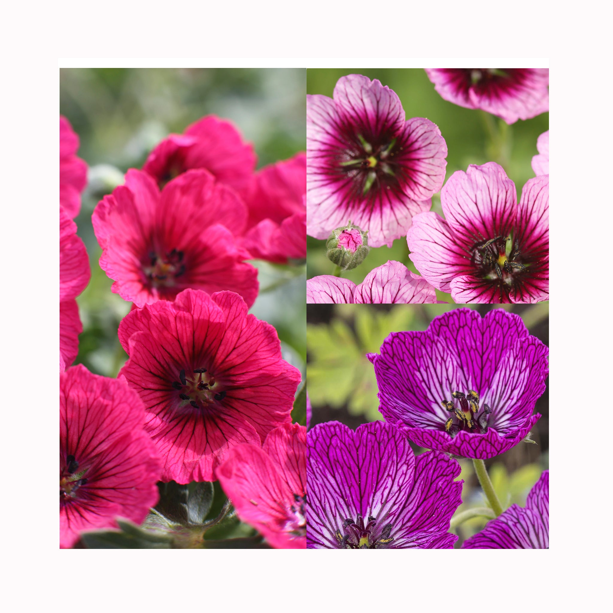 Hardy Geranium Jolly Jewel Collection