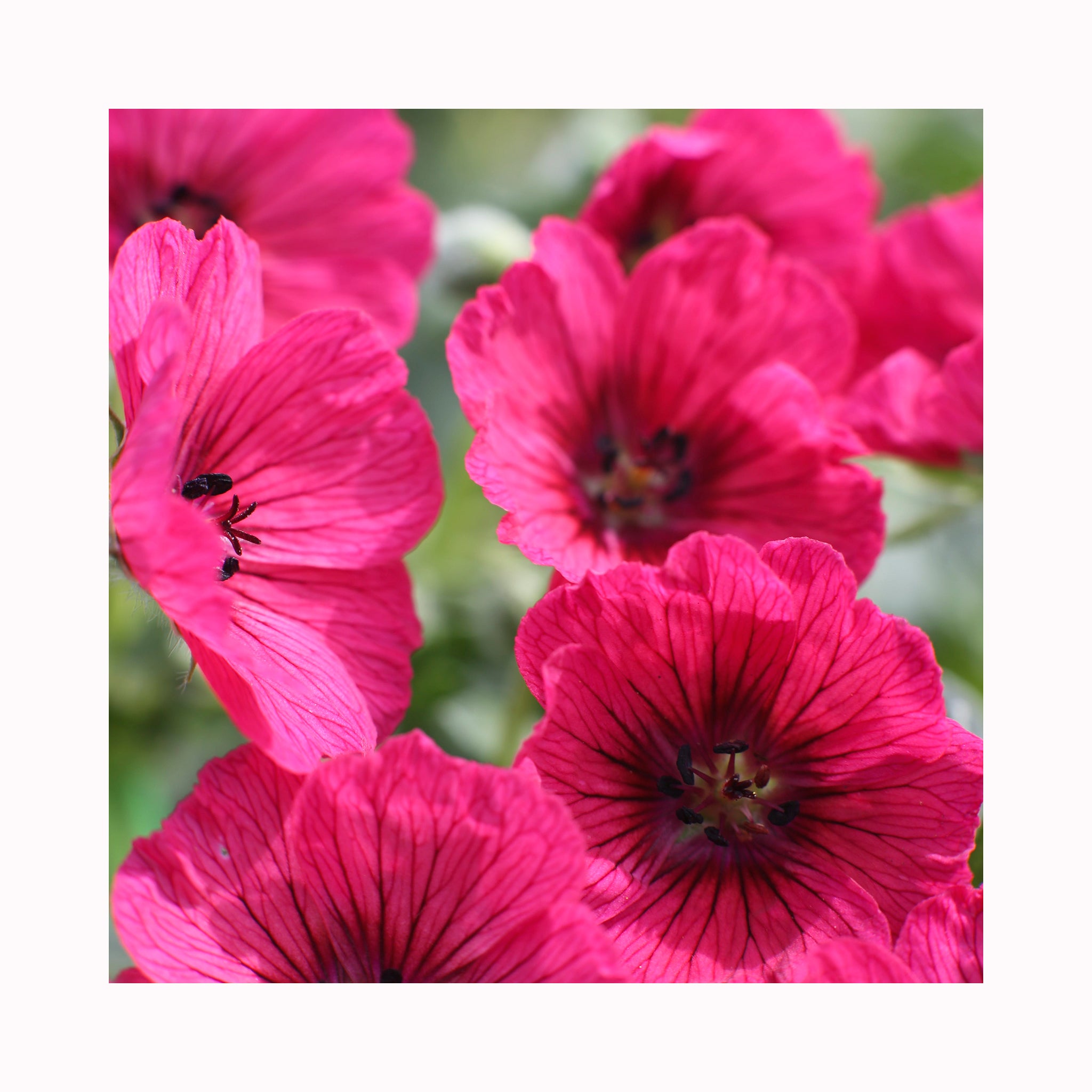 Geranium Raspberry Jolly Jewel