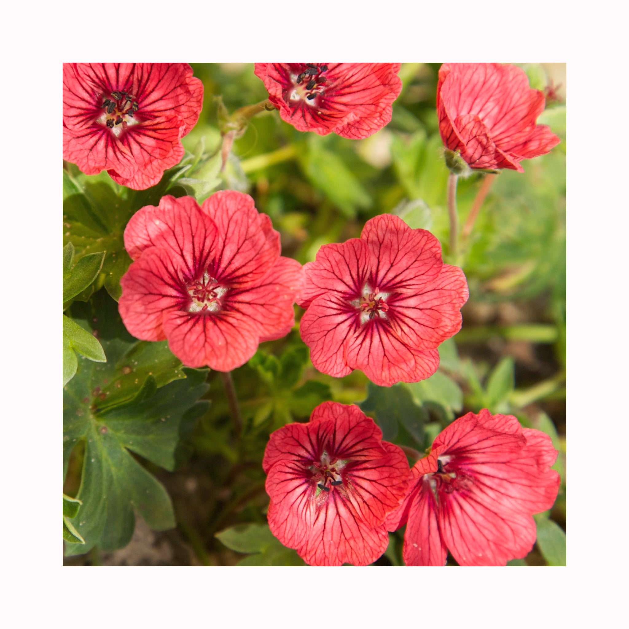 Geranium Salmon Jolly Jewel