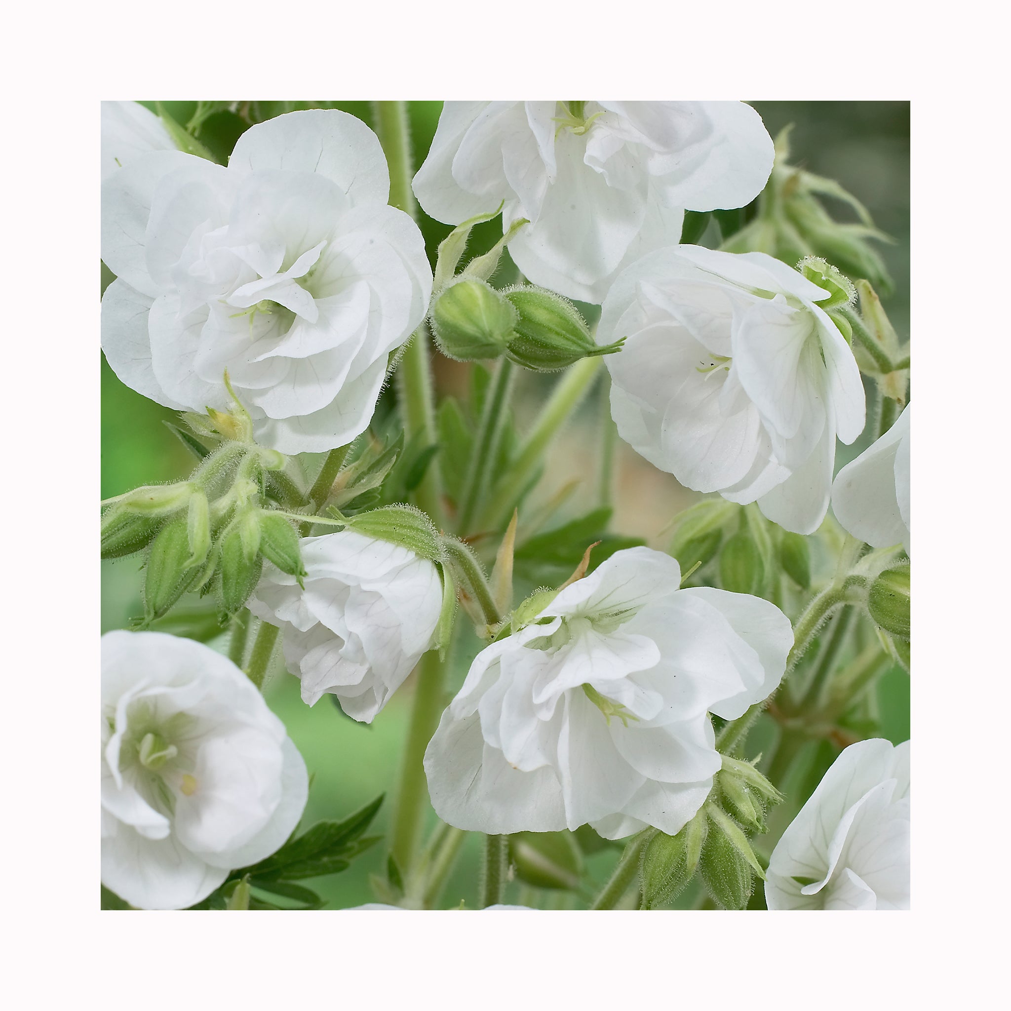 Hardy Geranium Laura