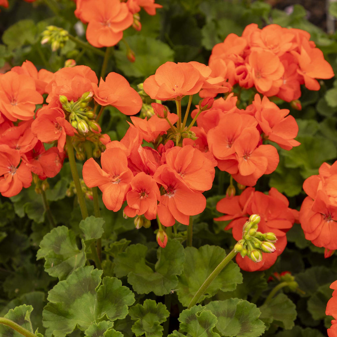 Upright Geranium Morning Sun