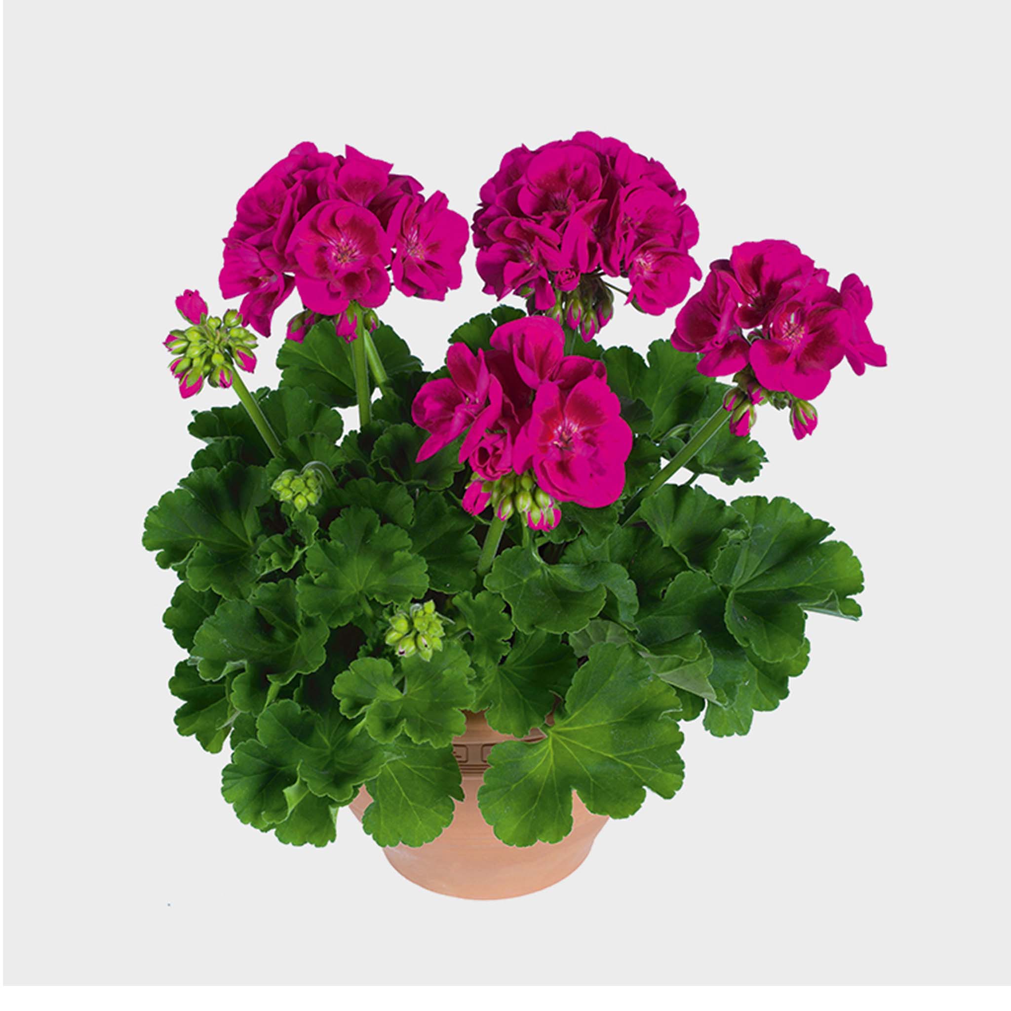 Upright Geranium Flower Fairy Berry