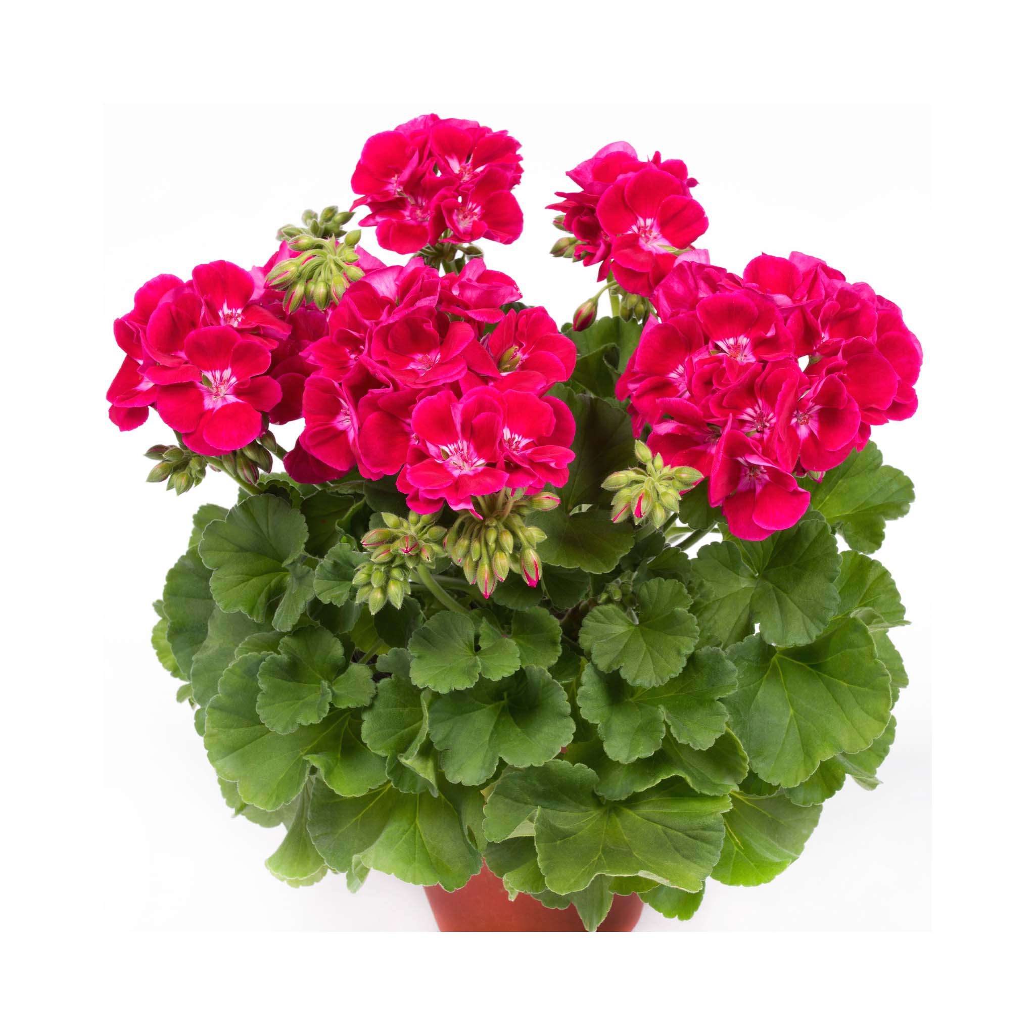 Upright Geranium Flower Fairy Red Splash