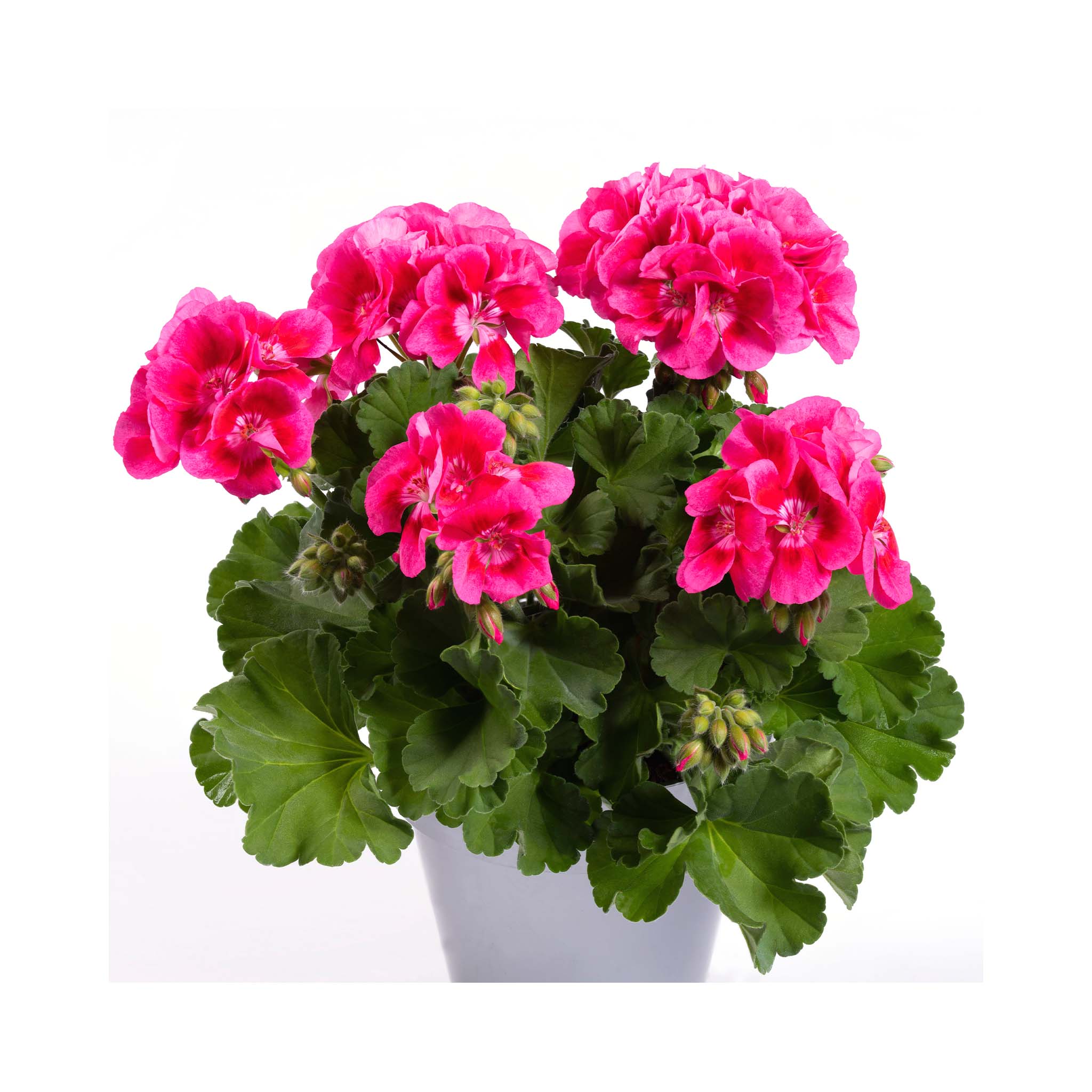 Upright Geranium Flower Fairy Strawberry