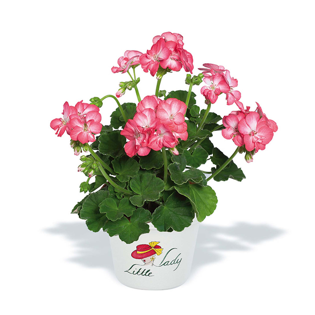 Upright Geranium Little Lady Bicolor