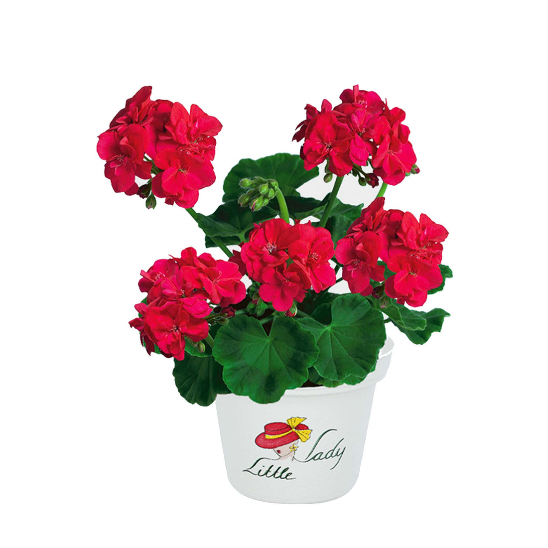 Upright Geranium Little Lady Cherry