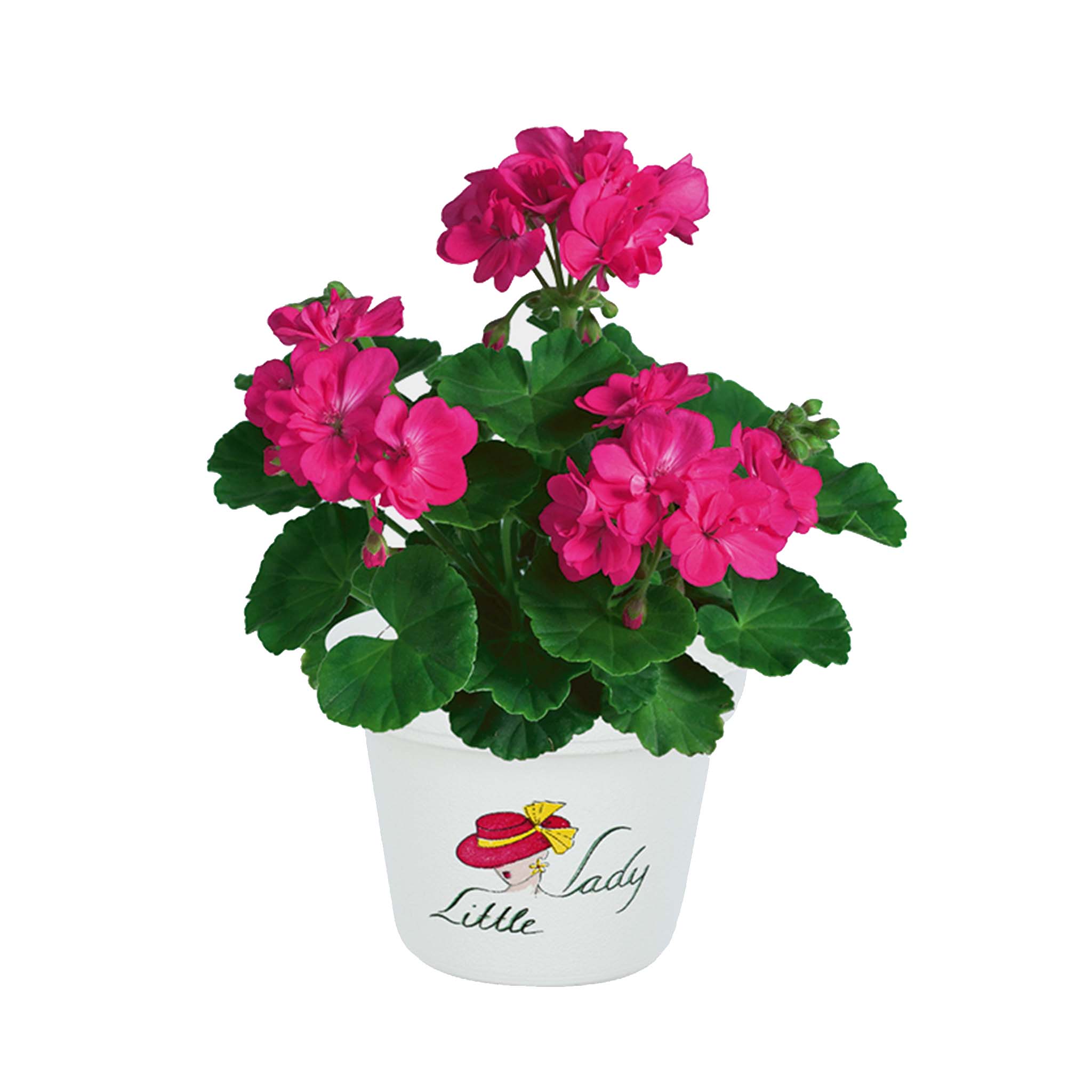 Upright Geranium Little Lady Pink