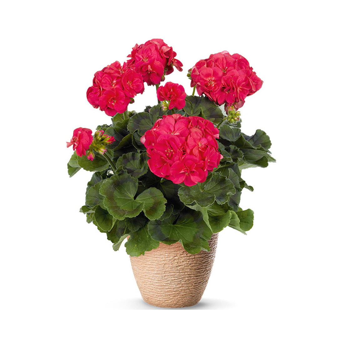Upright Geranium Ludo