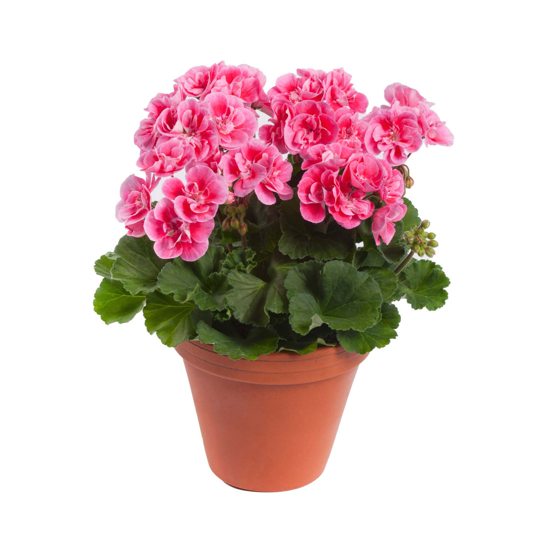 Upright Geranium Spanish Wine Rose