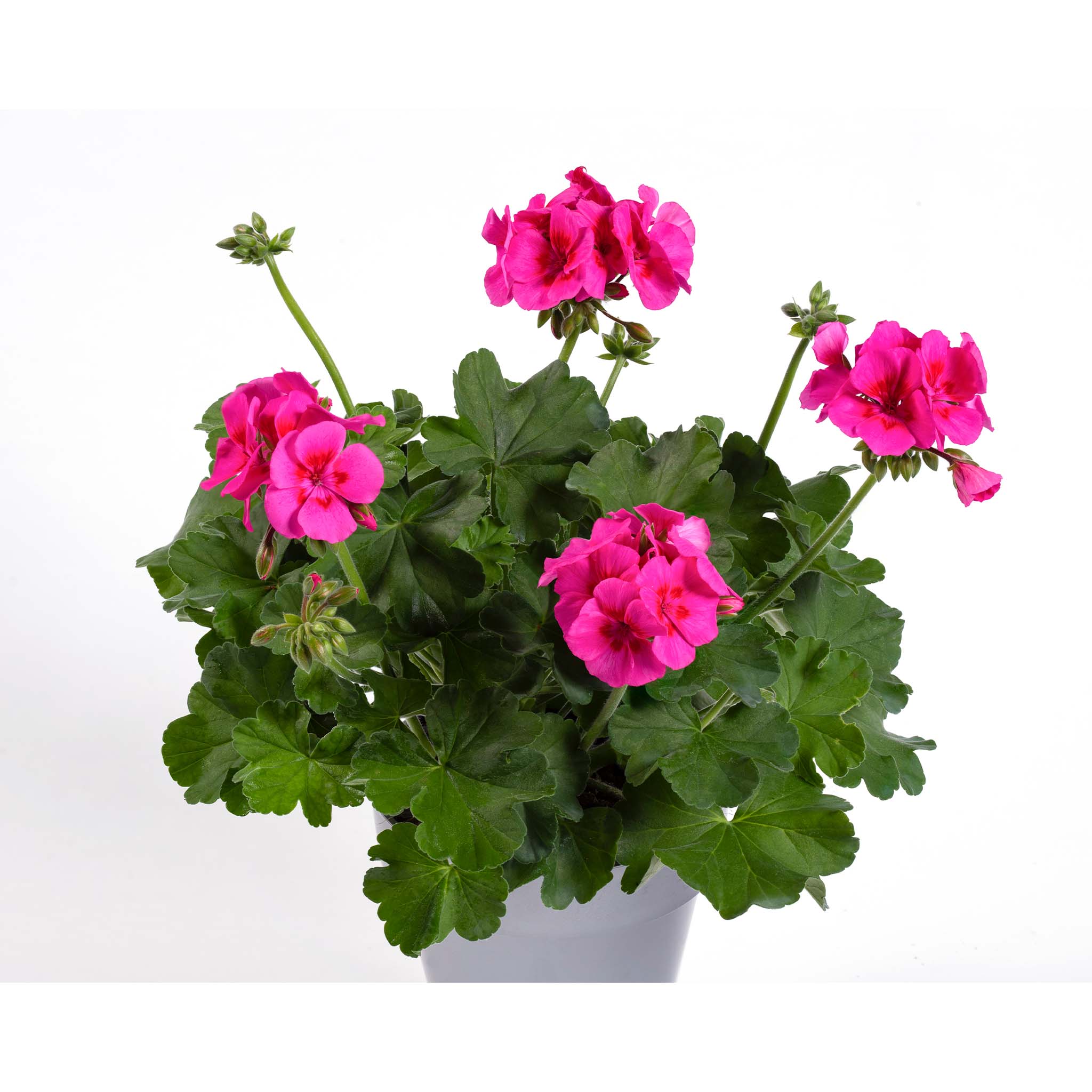 Upright Geranium TwoinOne Hot Pink Splash